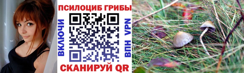 Купить закладки  Каменногорск  Псилоцибиновые грибы Cubensis 
